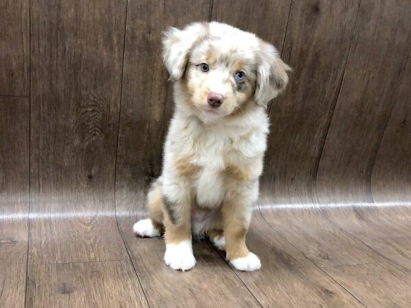 Miniature Australian Shepherd DOG Male Red Merle 1285 Petland Lancaster, Ohio