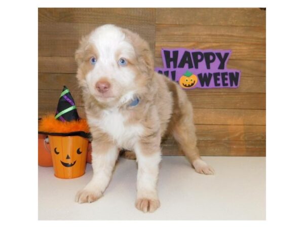 Miniature Australian Shepherd-DOG-Male-Red Merle-1310-Petland Lancaster, Ohio