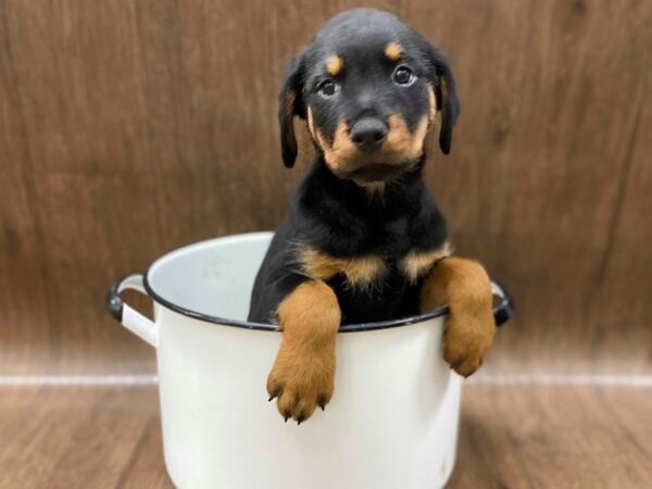 Rottweiler DOG Female blk and mhgy 1292 Petland Lancaster, Ohio