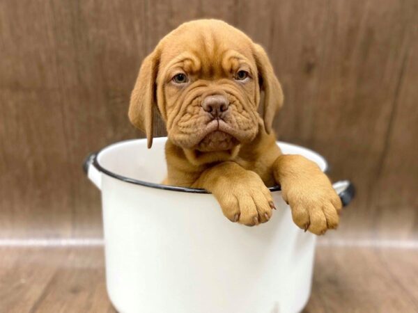 Dogue de Bordeaux DOG Male Red 1286 Petland Lancaster, Ohio