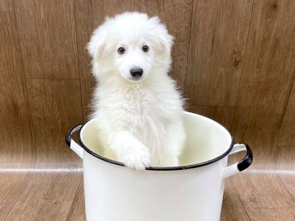 American Eskimo Dog DOG Male white 1290 Petland Lancaster
