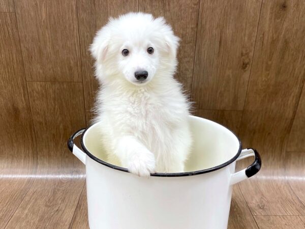 American Eskimo Dog-DOG-Male-white-1290-Petland Lancaster, Ohio