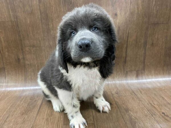 Newfoundland-DOG-Male-Gray & White-1287-Petland Lancaster, Ohio