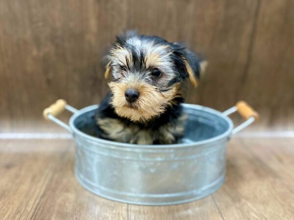 Yorkshire Terrier DOG Male black tan 1288 Petland Lancaster, Ohio