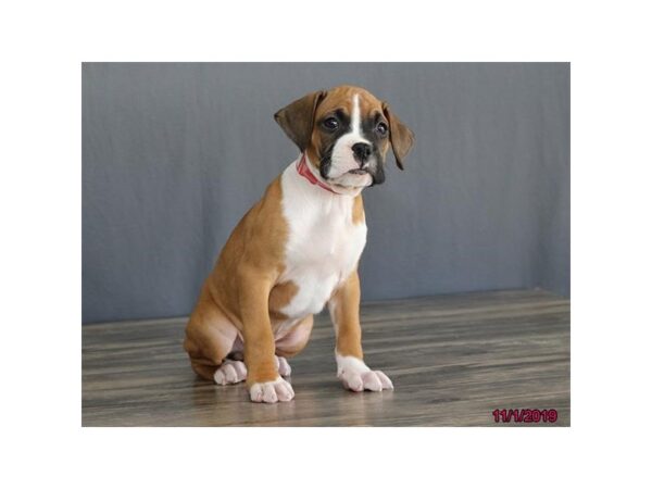 Boxer DOG Male Fawn 1297 Petland Lancaster, Ohio