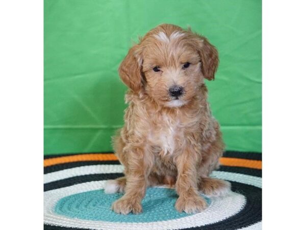 Goldendoodle Mini 2nd Gen DOG Female Apricot 1299 Petland Lancaster, Ohio