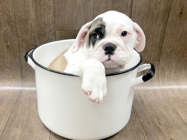 Victorian Bulldog DOG Male Red / White 1298 Petland Lancaster, Ohio