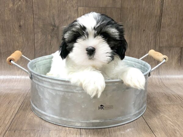 Shih Tzu DOG Male BROWN WHITE 1296 Petland Lancaster, Ohio