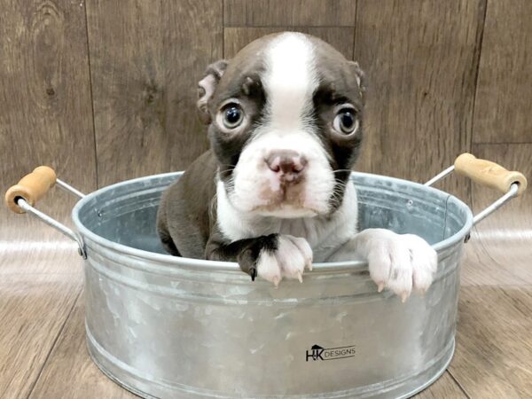 Boston Terrier DOG Female RED WHITE 1295 Petland Lancaster, Ohio