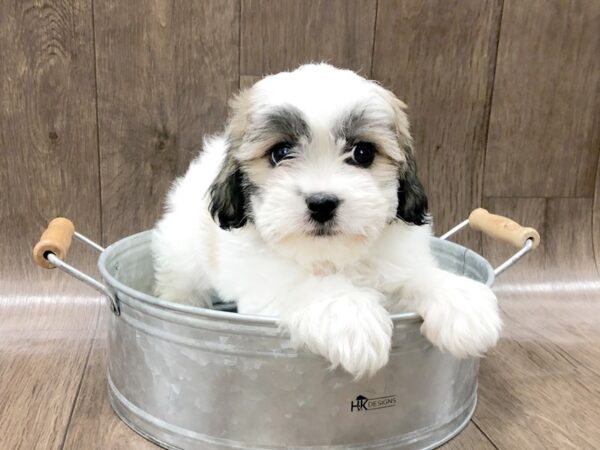 Teddy Bear-DOG-Male-Brown White-1294-Petland Lancaster, Ohio