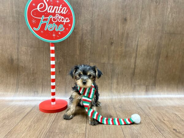 Yorkshire Terrier-DOG-Female-Black / Tan-1305-Petland Lancaster, Ohio
