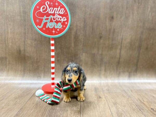 Dachshund-DOG-Male-Black / Tan-1303-Petland Lancaster, Ohio