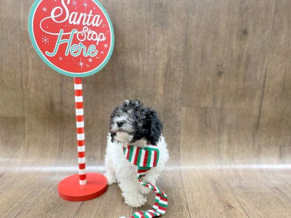 Shih Poo DOG Male BLK WHITE 1302 Petland Lancaster, Ohio