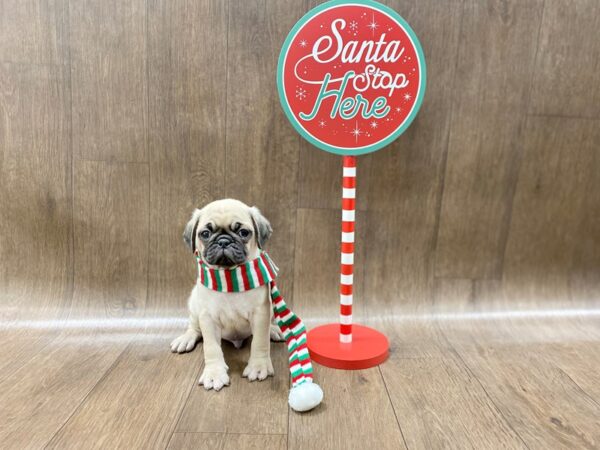 Pug-DOG-Male-Fawn-1301-Petland Lancaster