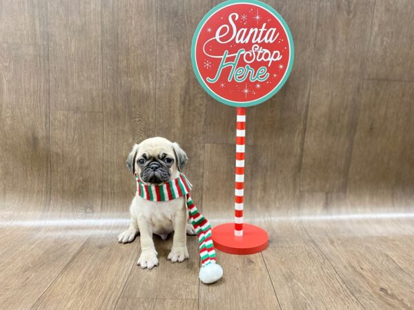 Pug-DOG-Male-Fawn-1301-Petland Lancaster, Ohio