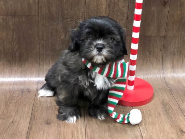 Teddy Bear-DOG-Female-BRINDLE-1300-Petland Lancaster, Ohio