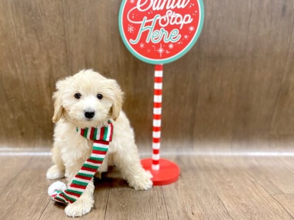 2nd Generation Mini Goldendoodle-DOG-Male-cr-1314-Petland Lancaster, Ohio