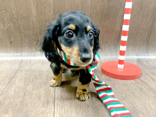 Dachshund DOG Male blk & tn, 1313 Petland Lancaster, Ohio