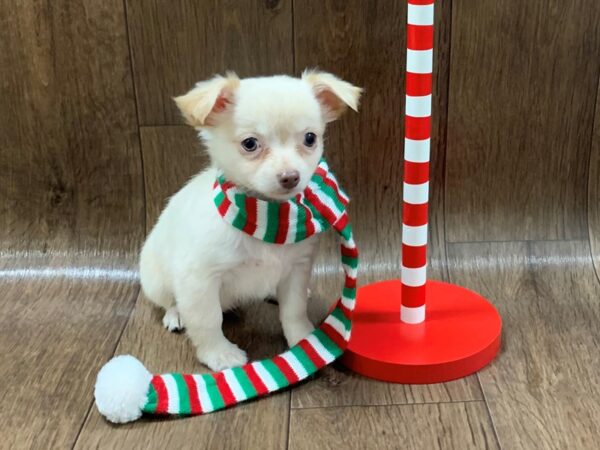 Chihuahua DOG Female cr 1311 Petland Lancaster, Ohio