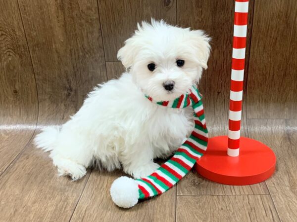 Maltese DOG Male wh 1312 Petland Lancaster, Ohio