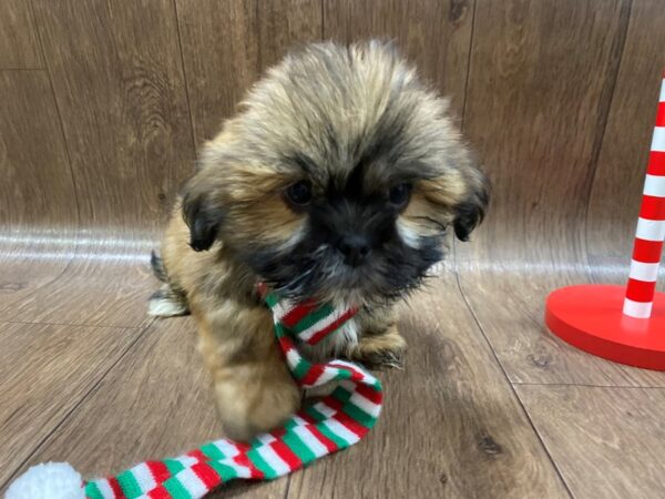 Lhasa Apso-DOG-Male-gldn-1316-Petland Lancaster, Ohio