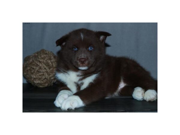 Pomsky DOG Male Chocolate / White 1326 Petland Lancaster, Ohio