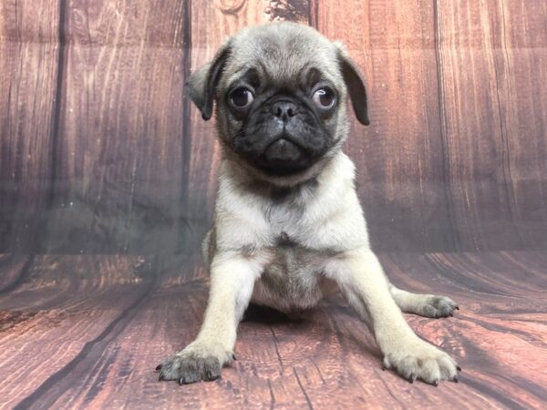 Pug-DOG-Male-FAWN-1350-Petland Lancaster, Ohio