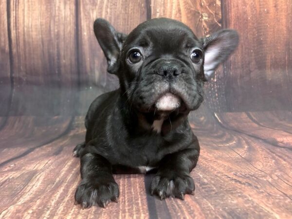 French Bulldog DOG Male BRINDLE 1351 Petland Lancaster, Ohio