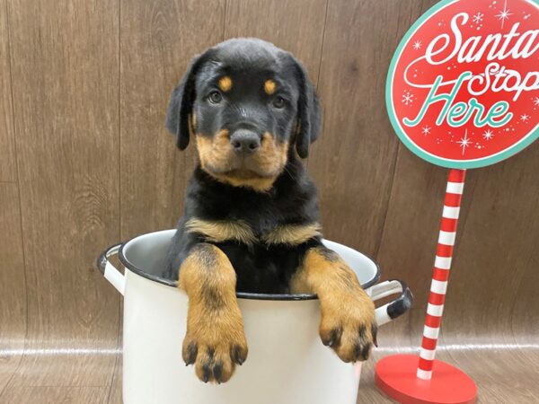 Rottweiler DOG Male Black / Tan 1328 Petland Lancaster, Ohio