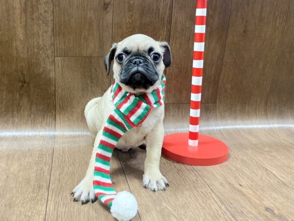 Pug DOG Male Fawn 1327 Petland Lancaster, Ohio