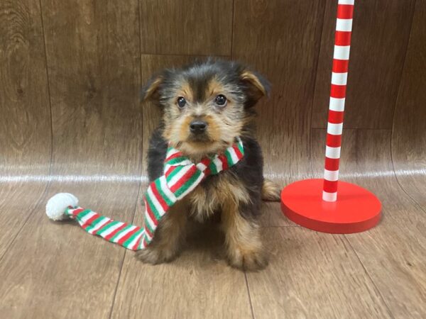 Yorkshire Terrier DOG Male BLK TAN 1324 Petland Lancaster, Ohio