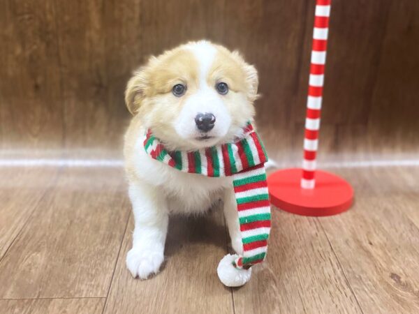 Aussie Mo-DOG-Male-Brindle White-1323-Petland Lancaster, Ohio