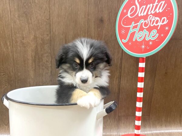 Miniature Australian Shepherd-DOG-Male-Black / White-1335-Petland Lancaster