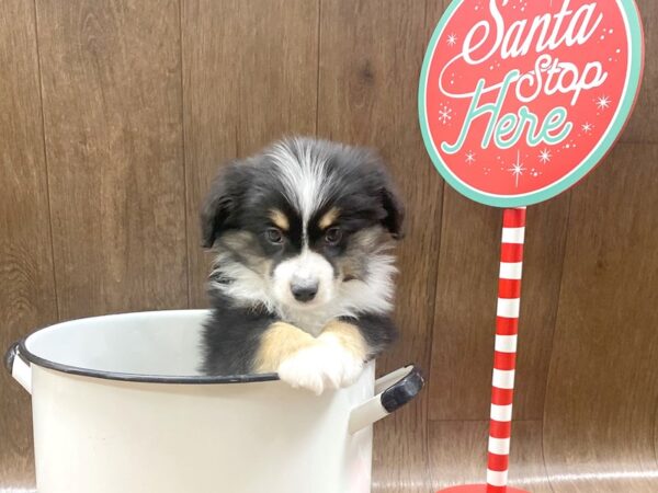 Miniature Australian Shepherd-DOG-Male-Black / White-1335-Petland Lancaster, Ohio