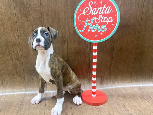 Boxer DOG Female Brindle / White 1334 Petland Lancaster, Ohio