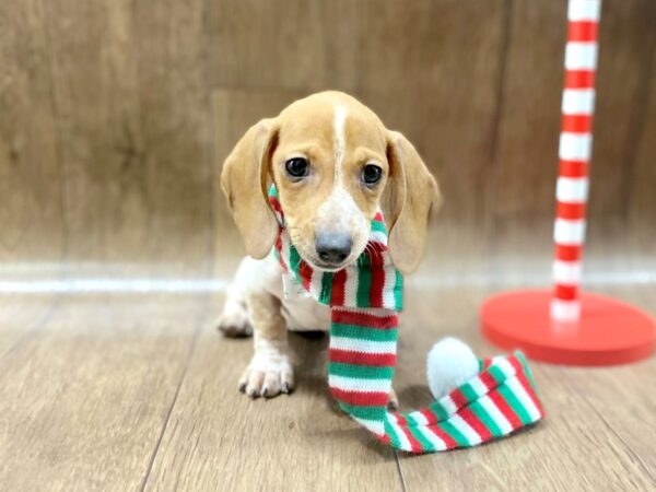 Dachshund DOG Female Red 1333 Petland Lancaster, Ohio