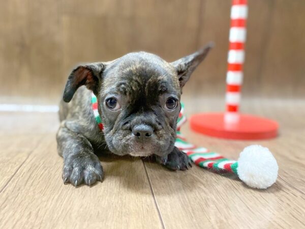 French Bulldog DOG Female Black Brindle 1330 Petland Lancaster