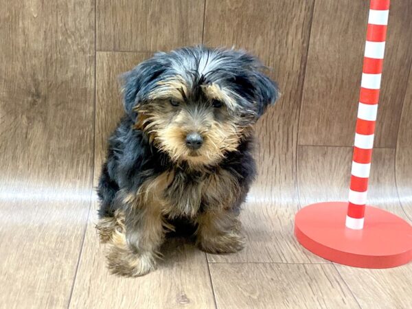 Yorkshire Terrier DOG Male Black / Tan 1329 Petland Lancaster, Ohio