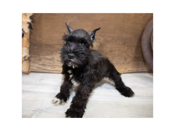 Miniature Schnauzer DOG Female Black 1345 Petland Lancaster, Ohio