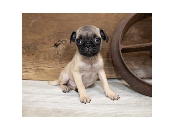 Pug DOG Male Fawn 1346 Petland Lancaster