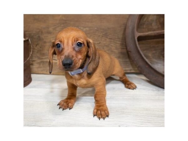 Dachshund DOG Female Wild Boar 1348 Petland Lancaster, Ohio