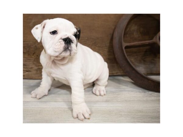 English Bulldog-DOG-Female-Fawn-1349-Petland Lancaster