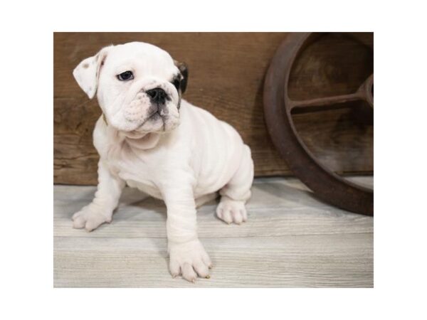 English Bulldog DOG Female Fawn 1349 Petland Lancaster, Ohio