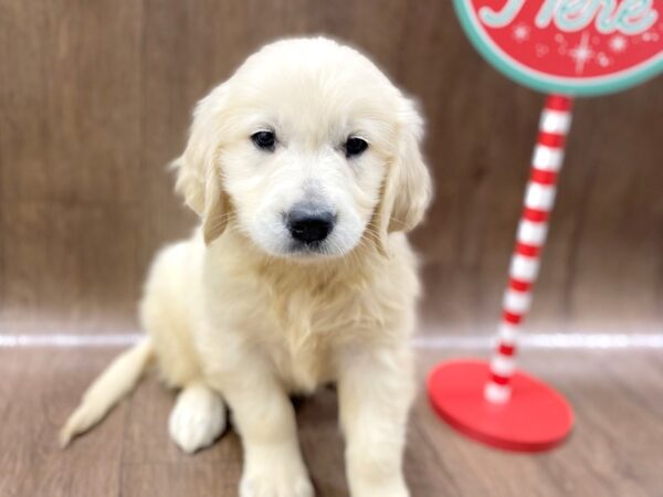 Golden Retriever DOG Male Light Golden 1336 Petland Lancaster, Ohio