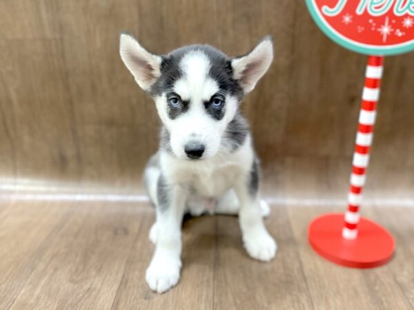 Siberian Husky DOG Male Black White 1338 Petland Lancaster, Ohio