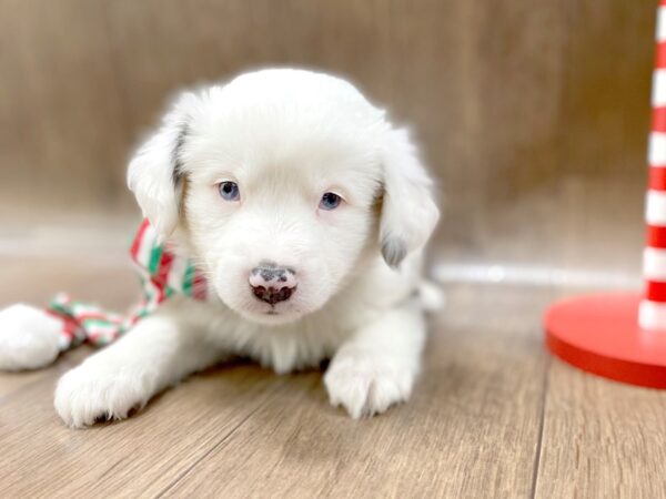 Mini Aussie DOG Male BLUE MERLE 1339 Petland Lancaster, Ohio