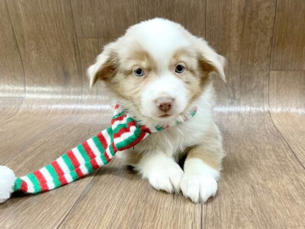 Mini Aussie DOG Male RED MERLE 1340 Petland Lancaster, Ohio