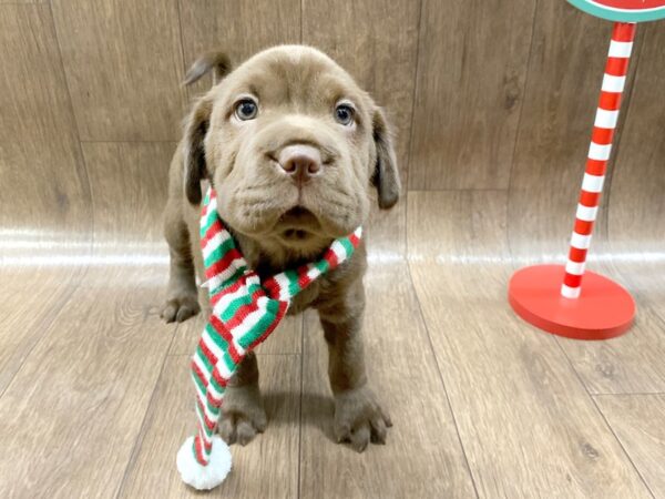 Mini Hippo DOG Female CHOC 1341 Petland Lancaster
