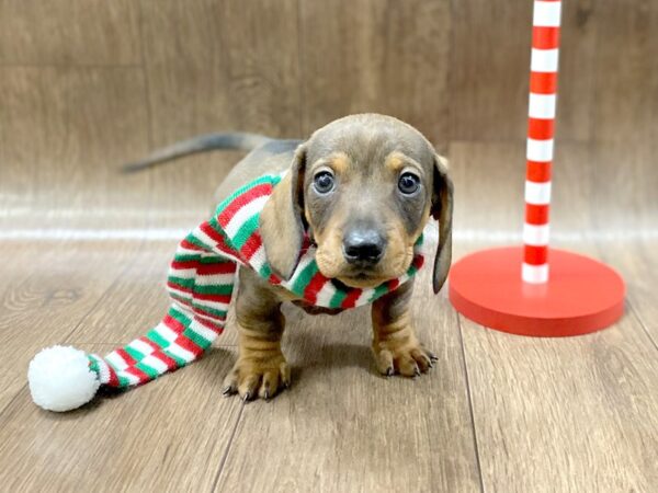 Dachshund-DOG-Male-RED-1342-Petland Lancaster, Ohio