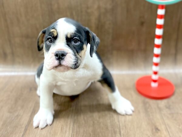 Olde English Bulldog DOG Female TRI 1344 Petland Lancaster, Ohio